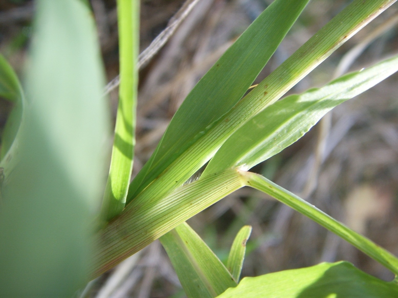 Monocotiledone - Setaria cfr. pumila